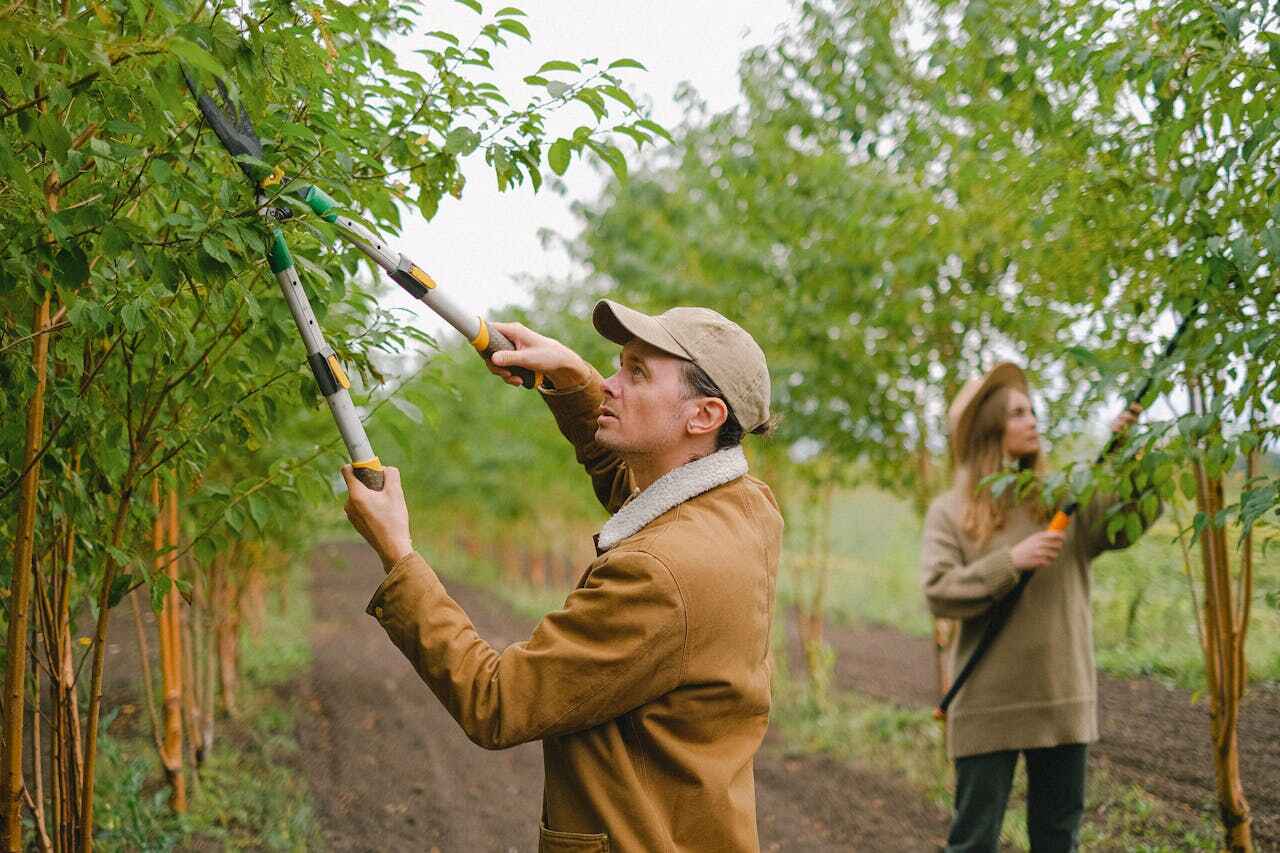 Professional Tree Service in Prospect Heights, IL